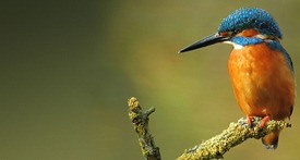 Kingfisher