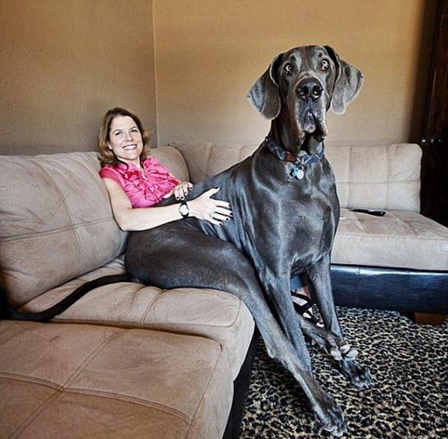 largest dog in world. Giant George - World#39;s Largest