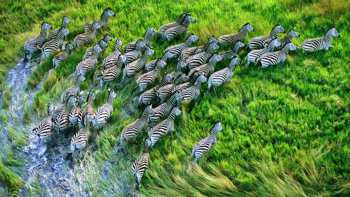 apple zebra wallpapers from new retina macbook pro